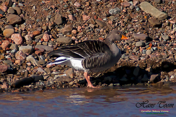 Graylag Goose