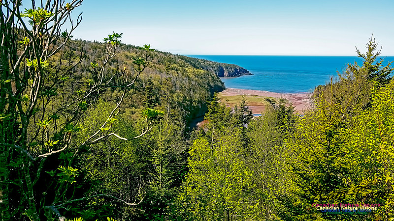 Cape Chignecto Provincial Park 105