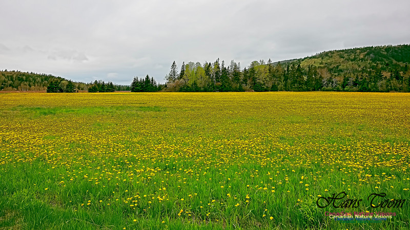 Cape Chignecto Provincial Park 111