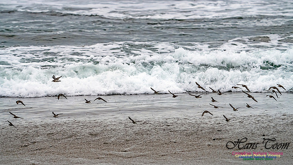 Shorebirds of Hurricane Erin 122