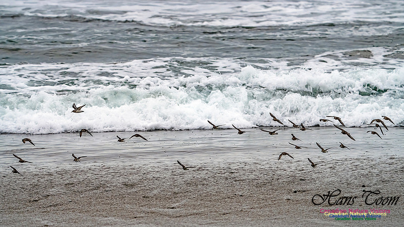 Shorebirds of Hurricane Erin 122