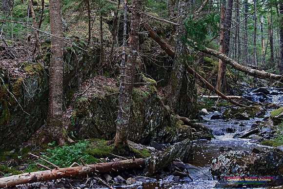 Wetlands Trail Mount Uniacke 106