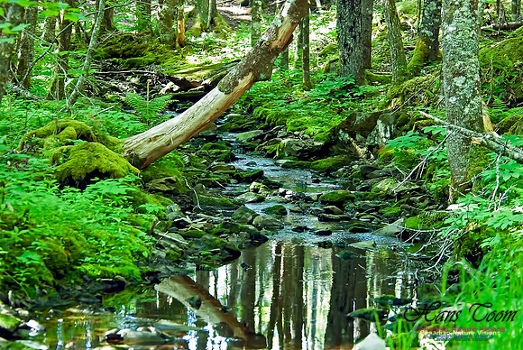 Wetlands Trail Mount Uniacke 100