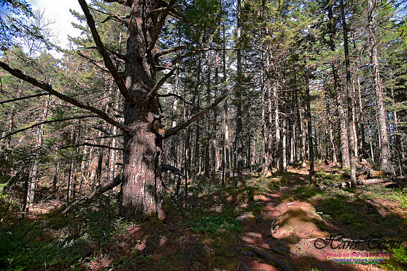 Wetlands Trail Mount Uniacke 105