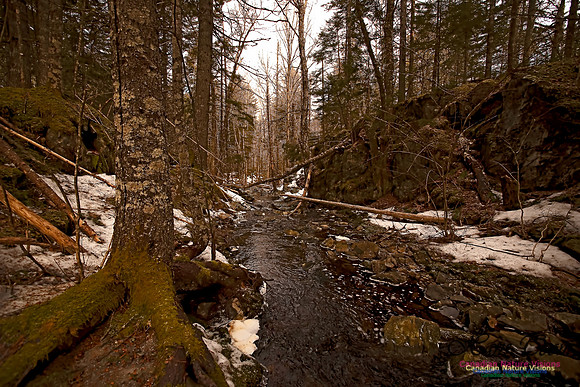 Wetlands Trail Mount Uniacke 103