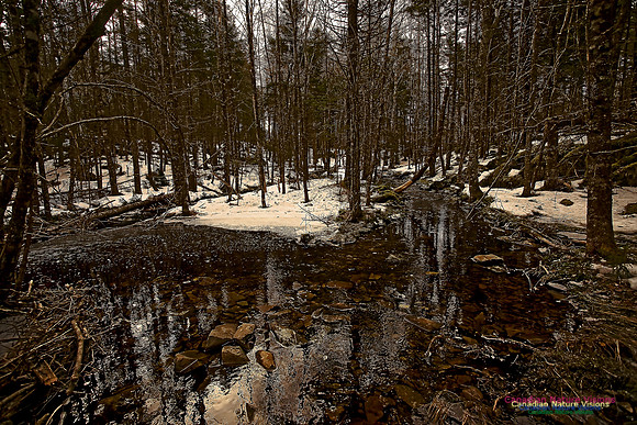 Wetlands Trail Mount Uniacke 101