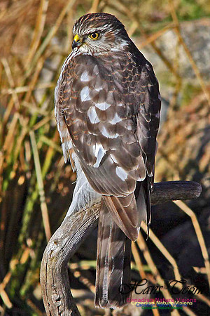 Sharp-shinned Hawk 4