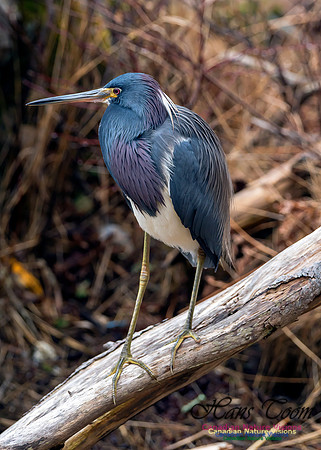 Tricoloured Heron 15