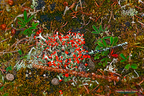 Red Soldier Lichen 100