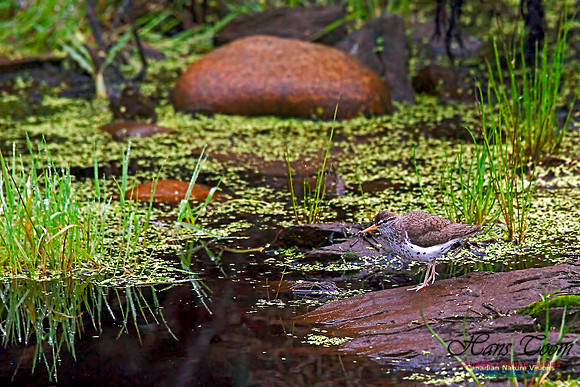 Spotted Sandpiper 2001