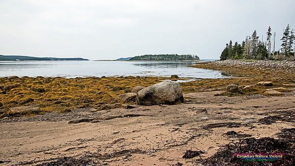 Troop Island 100