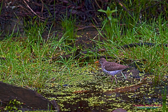 Spotted Sandpiper 2000