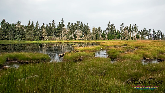 Troop Island 102