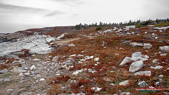 Coastal Barrens 200