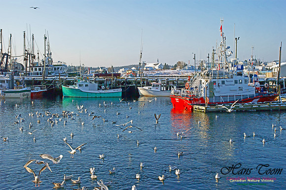 Feeding Time at Sambro Harbour 101