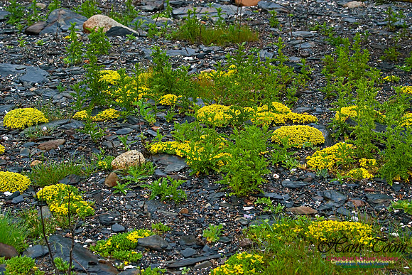 Golden Heather 100