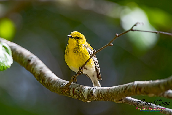 Pine Warbler 305