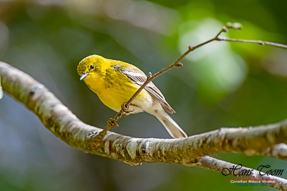 Pine Warbler 304