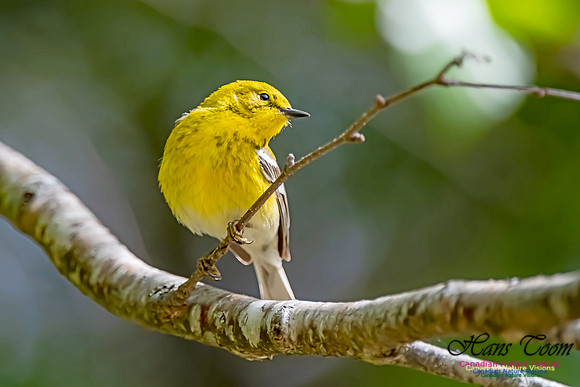 Pine Warbler 306
