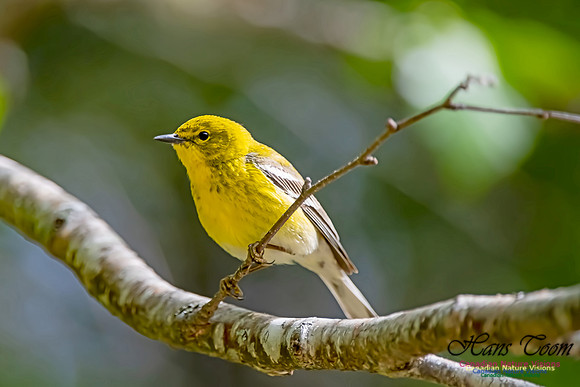 Pine Warbler 307
