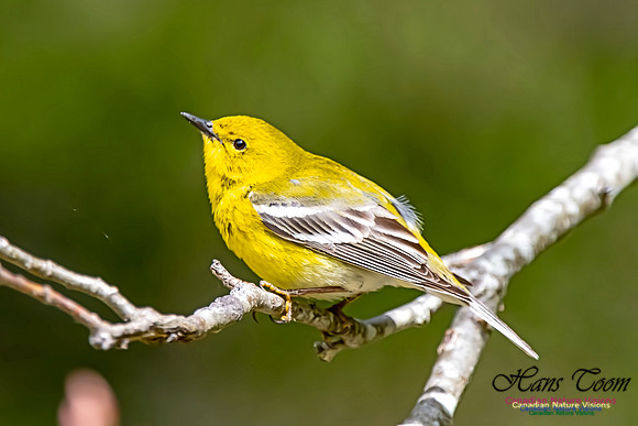 Pine Warbler 308