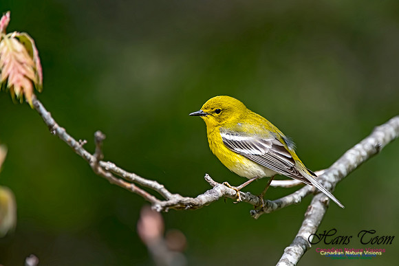 Pine Warbler 309