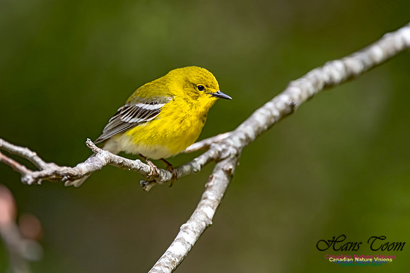 Pine Warbler 310