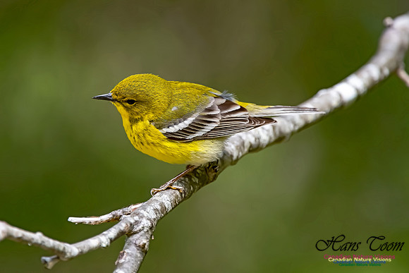 Pine Warbler 311