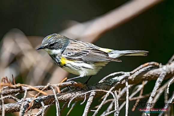 Yellow-rumped Warbler 300