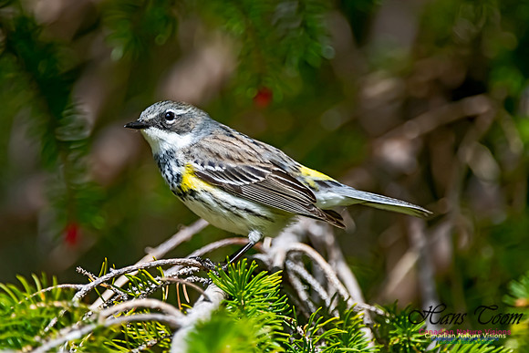 Yellow-rumped Warbler 301