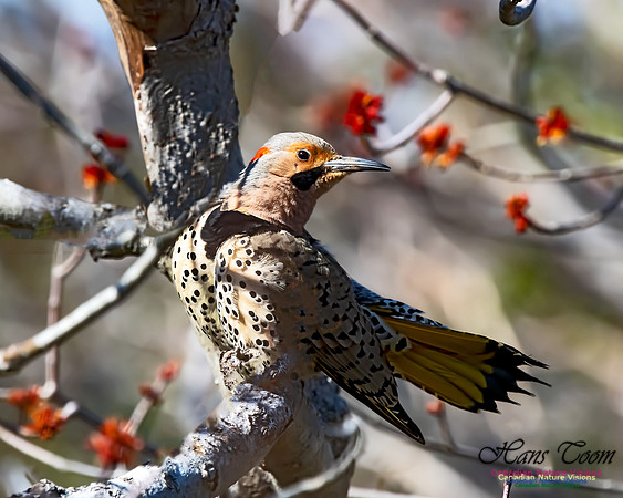 Northern Flicker 300