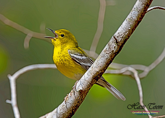 Pine Warbler 300