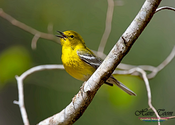 Pine Warbler 301