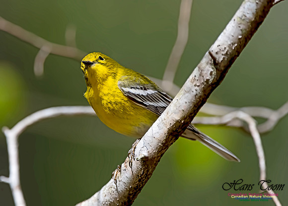 Pine Warbler 302