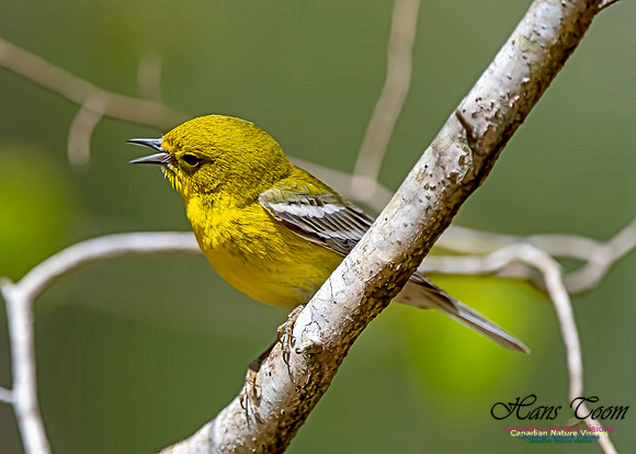 Pine Warbler 303