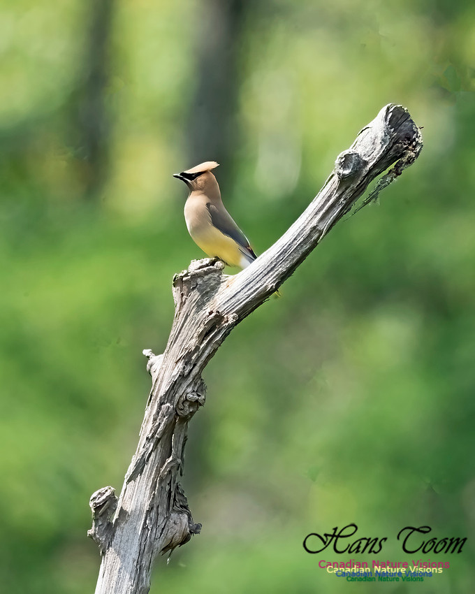 Cear Waxwing 108