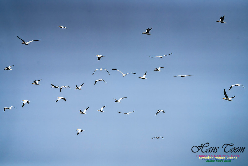 St. Vincent Whales and Gannets 123