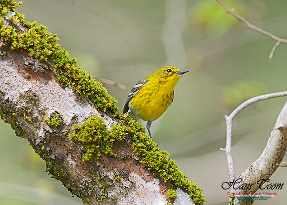 Pine Warbler 403