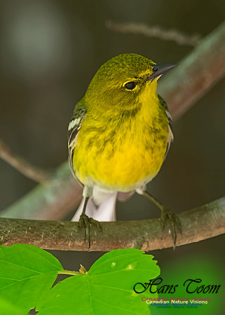 Pine Warbler 401