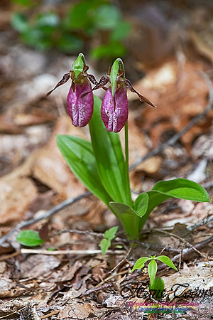 Pink Lady's Slipper Orchid 400