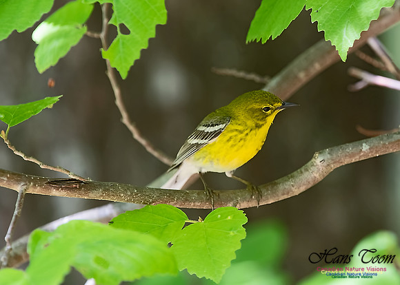 Pine Warbler 400