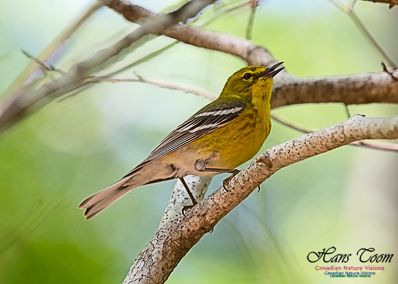 Pine Warbler 402