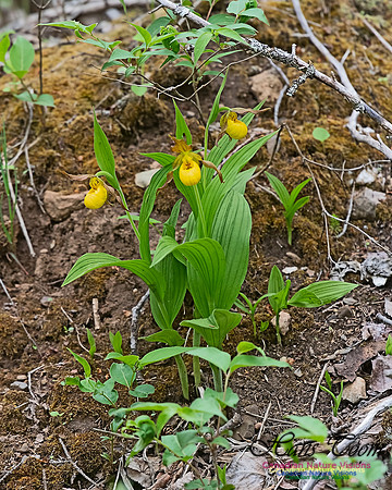 Yellow Lady's Slipper Orchid 300