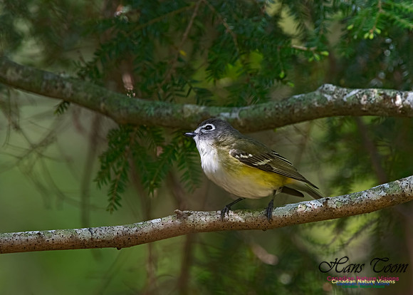 Blue-headed Vireo 100