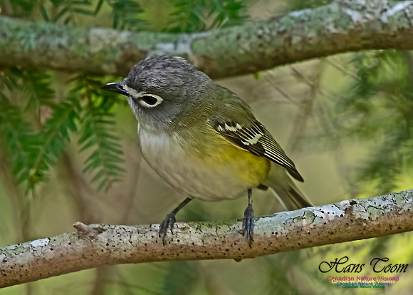 Blue-headed Vireo 101