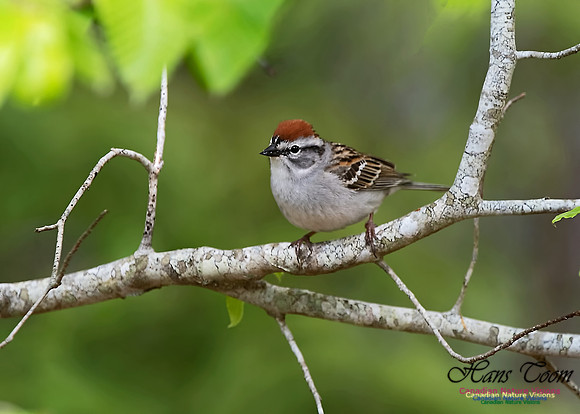 Chipping Sparrow 100