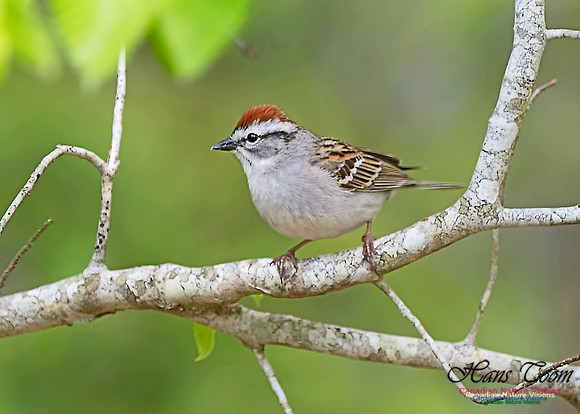 Chipping Sparrow 101