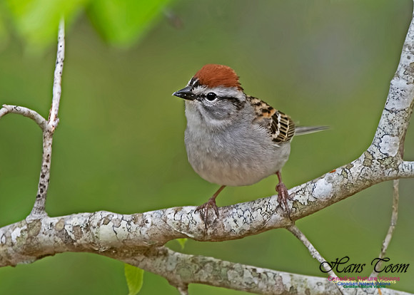 Chipping Sparrow 102