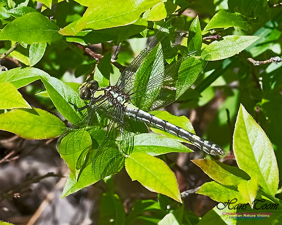 Darner Dragonfly 100