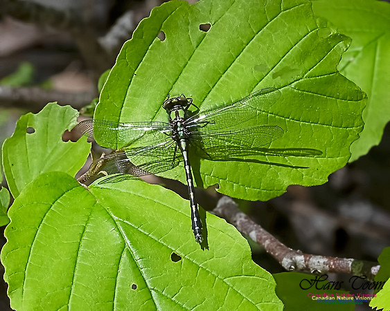 Darner Dragonfly 101